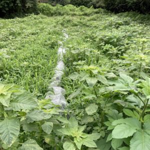 畑活ミッション　その4　〜藤沢遠藤梅畑〜