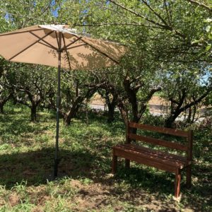 8/8,11 畑活ミッション＆たねちゃんのウクレレ教室 in トワイワイ